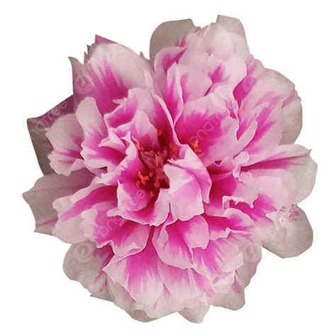 Blooming Rose Png Picture Beautiful Blooming Pink White Moss Rose