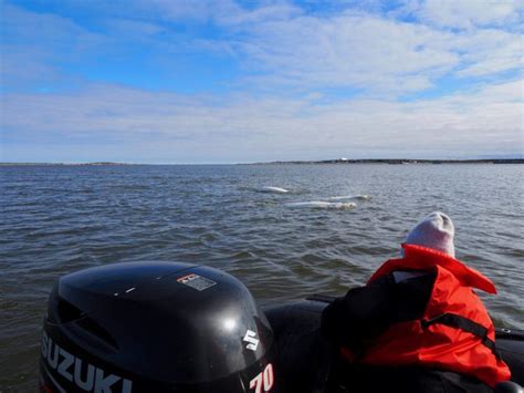 How to See Beluga Whales in Churchill, Manitoba - This Battered Suitcase