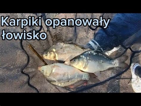 Karpiki Opanowa Y Owisko Karpie Na Method Feeder Polowanie Na