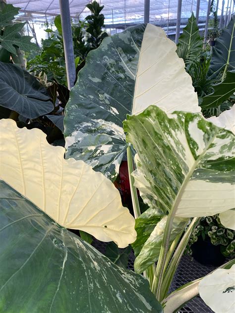 Variegata Macrorrhiza Rare Upright Elephant Ear Live Bulbs Plants