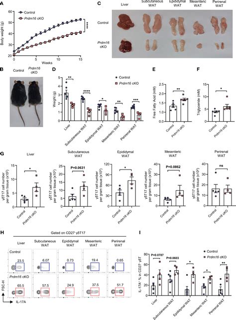 Frontiers Prdm16 Regulates γδt17 Cell Differentiation Via Controlling