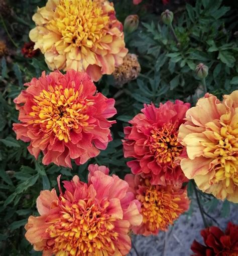 Strawberry Blonde Marigold Seeds Tagetes Patula Tg4310 Etsy