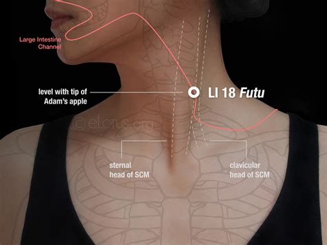 Futu LI 18 Master Tung S Acupuncture ELotus CORE