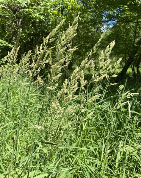 Maryland Biodiversity Project Reed Canarygrass Phalaris Arundinacea