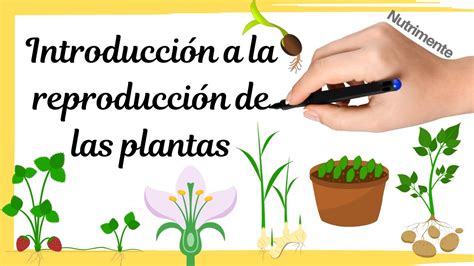 Introducción A La ReproducciÓn De Las Plantas Youtube