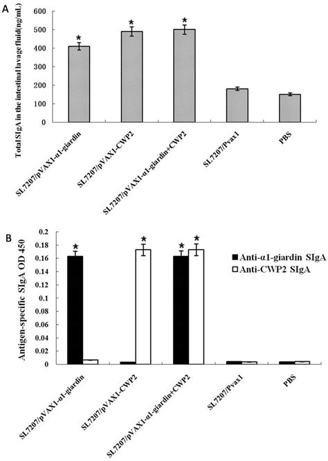 Intestinal Mucosa Secreted Total IgA SIgA A And Antigen Specific