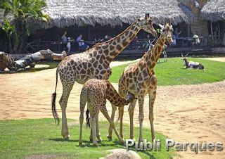 Bioparc Valencia Celebra El D A Internacional De La Jirafa Valencia