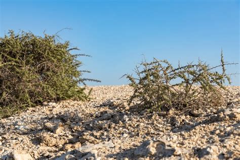 Desert Flower Qatar Stone Royalty-Free Images, Stock Photos & Pictures ...