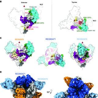 PDF Structure Of The Inmazeb Cocktail And Resistance To Ebola Virus