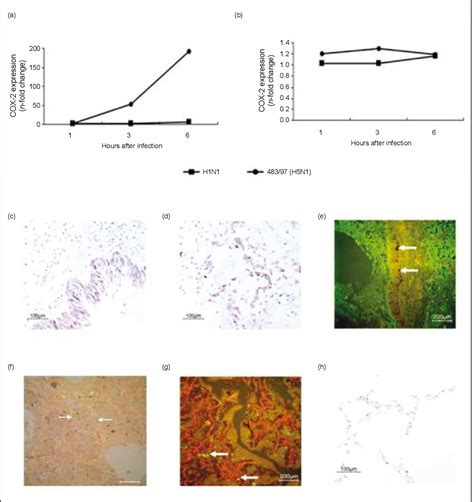 Figure From Role Of Cyclooxygenase In H N Viral Pathogenesis And