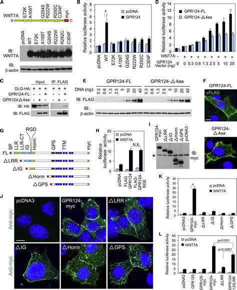 Mutation Analysis Identifies Amino Acids Of Wnt7a And Gpr124 Important Download Scientific