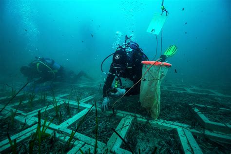 Nuovo Elettrodotto Oltre 50 Mila Talee Di Posidonia Trasferite Dall