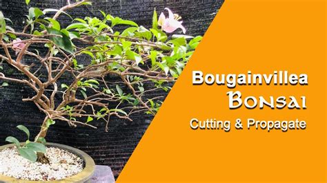 Bougainvillea Bonsai Bougainvillea Tree Cutting Propagate