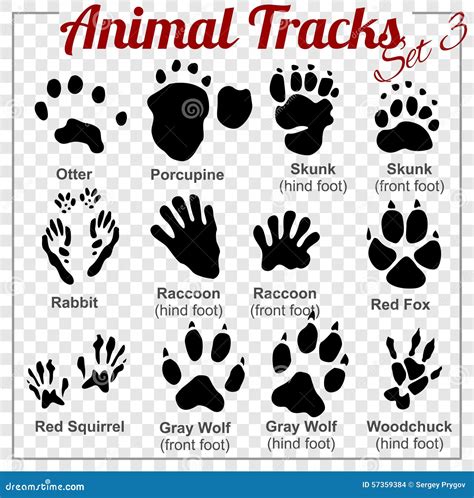 Otter Tracks Black Footprints Cartoon Vector | CartoonDealer.com #112297603