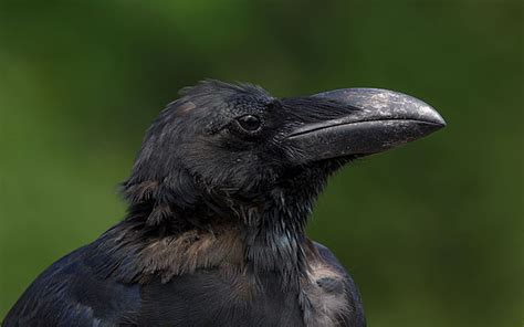 25 Amazing Fun Facts about Crows around the world – Factins