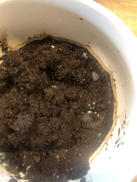 What Does Coffee Ground Poop Look Like Animalspick