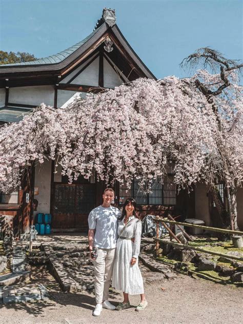 2 weeks cherry blossom itinerary in Japan: best of full bloom!