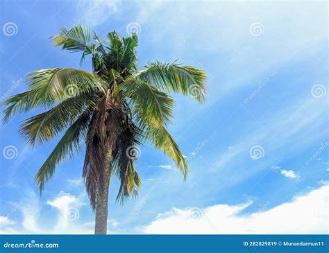 Coconut Tree On Blue Sky Background Stock Image Image Of Botanical