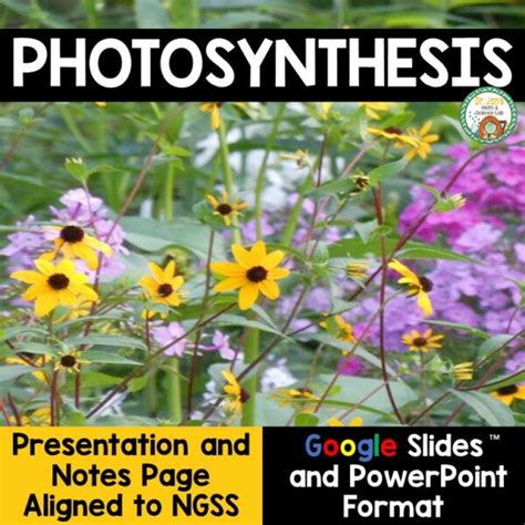 Photosynthesis Presentation Made By Teachers