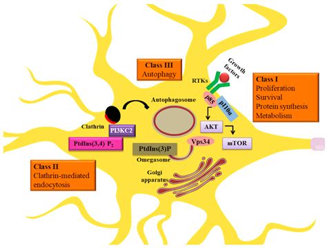 Ijms Free Full Text Pi3k Signaling In Neurons A Central Node For