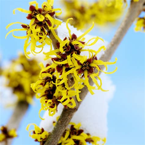 How To Prune Witch Hazel