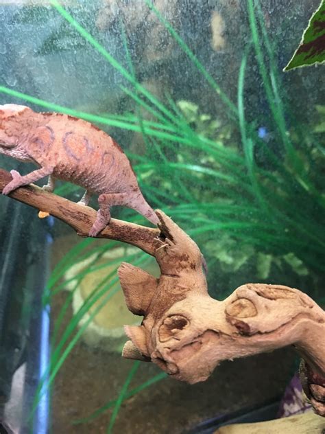 How To Sex Baby Panthers Page Chameleon Forums