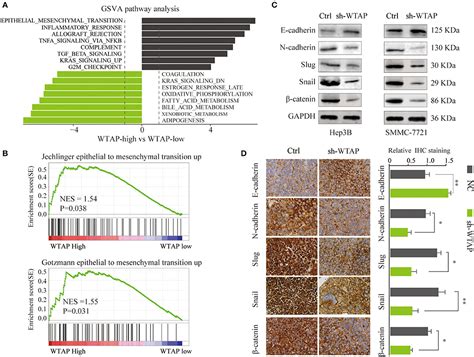 Frontiers Mir 139 5p Loss Mediated Wtap Activation Contributes To