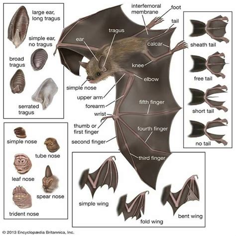 Batty Batty Bat Bat Anatomy Bat Mammal Bat Species