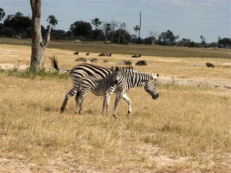 Wildlife Photos Zebra Makalolo Plains Camp Zimbabwe Wildlife