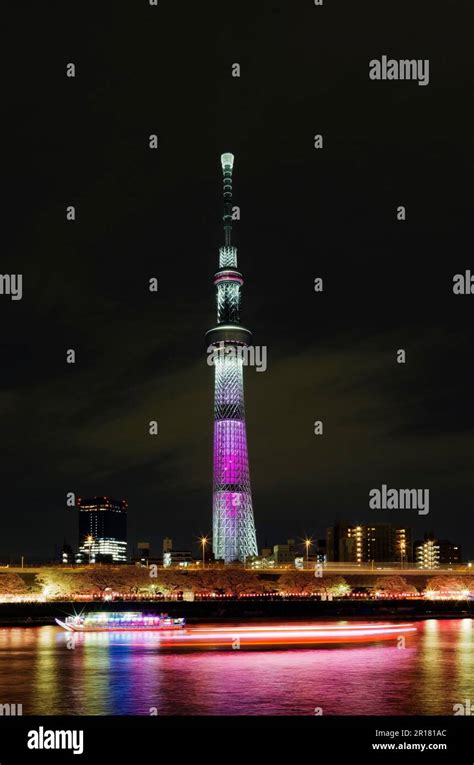 Landscape of cherry blossoms of Sumida park at night, Tokyo Sky tree ...