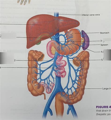 Veins That Drain The Abdominal Viscera Diagram Quizlet