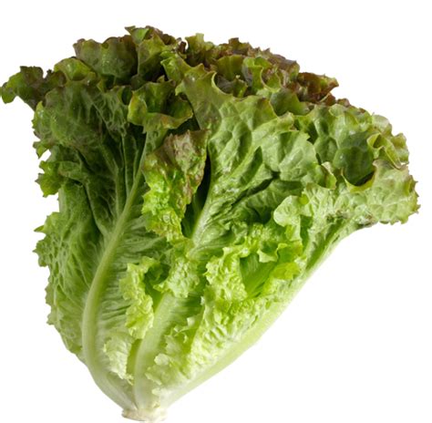 Leaf Lettuce - Nature's Reward