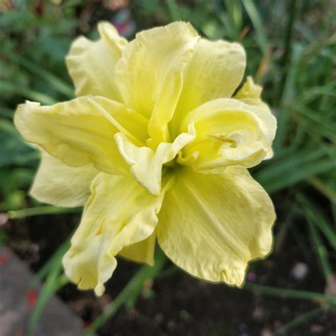 Hemerocallis Double River Wye Daylily Double River Wye Uploaded