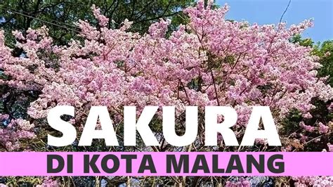 BUNGA 'SAKURA' MEKAR DI KOTA MALANG - YouTube