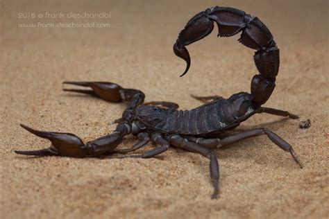 Most Poisonous Scorpion In The World