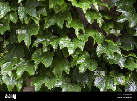 Green ivy wall Stock Photo - Alamy