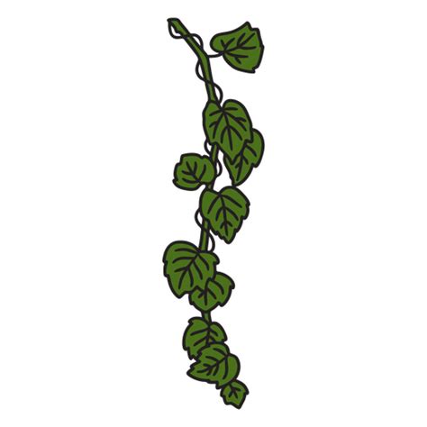 Ivy Plant Leaves Color Stroke Png And Svg Design For T Shirts