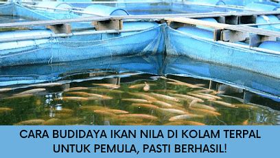 Cara Budidaya Ikan Nila Di Kolam Terpal Untuk Pemula Pasti Berhasil