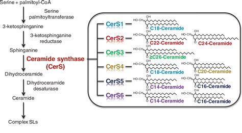 The Effect Of Altered Sphingolipid Acyl Chain Length On Various Disease