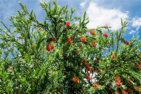 Weeping Bottlebrush Plant Callistemon Viminalis Care And Growing Guide