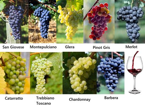 Variet Di Uva Dalla Vite Al Vino Il Blog Di Martina Variet