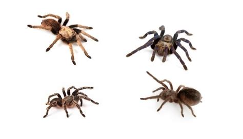 Tarantula Species - SnakeTracks.com