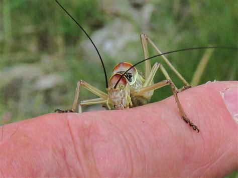 Dalmation Saddle Bush Cricket IMG 3980 2 Ian Hurst Flickr