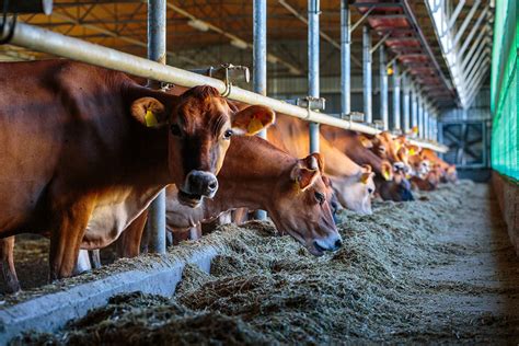 jersey cow milk per day - Lorretta Swenson