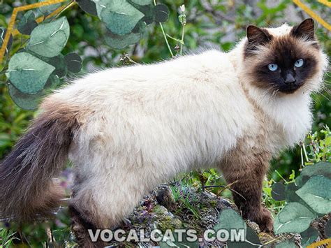 Siamese Himalayan Cat: Complete Guide - Vocal Cats