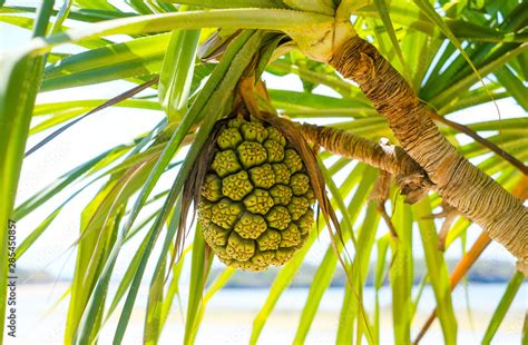 Fruit pandanus grows on a tree on the island of Bali in Indonesia ...