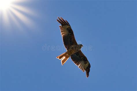 Red Kite Flying Through Clear Blue Sky Against The Sun Milvus Milvus