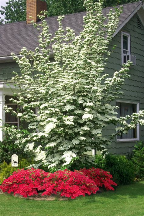 White Dogwood Tree