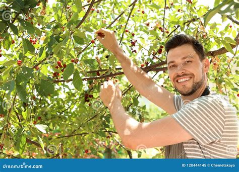 Man Picking Cherries In Garden Stock Image Image Of Harvest Mature