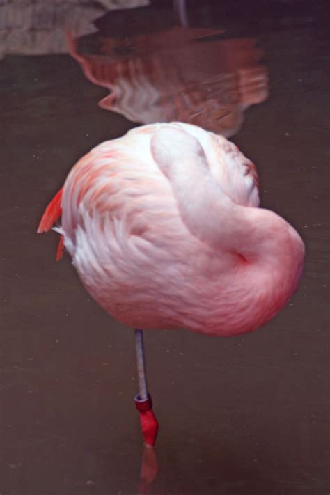 Flamingo Nap Smithsonian Photo Contest Smithsonian Magazine